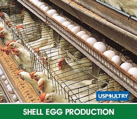 Shell Egg Production